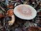 Ízletes rizike (Lactarius deliciosus), Őrség
